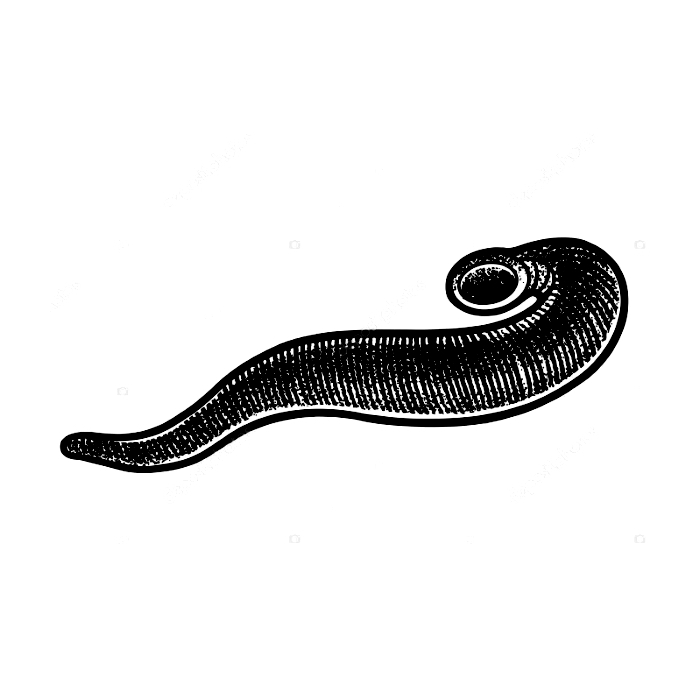 pijavice